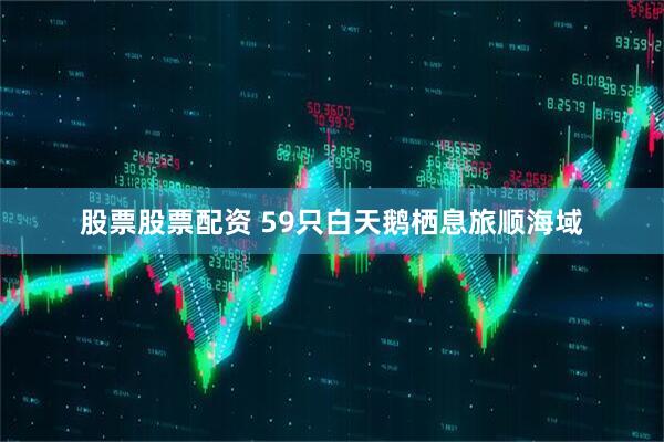 股票股票配资 59只白天鹅栖息旅顺海域